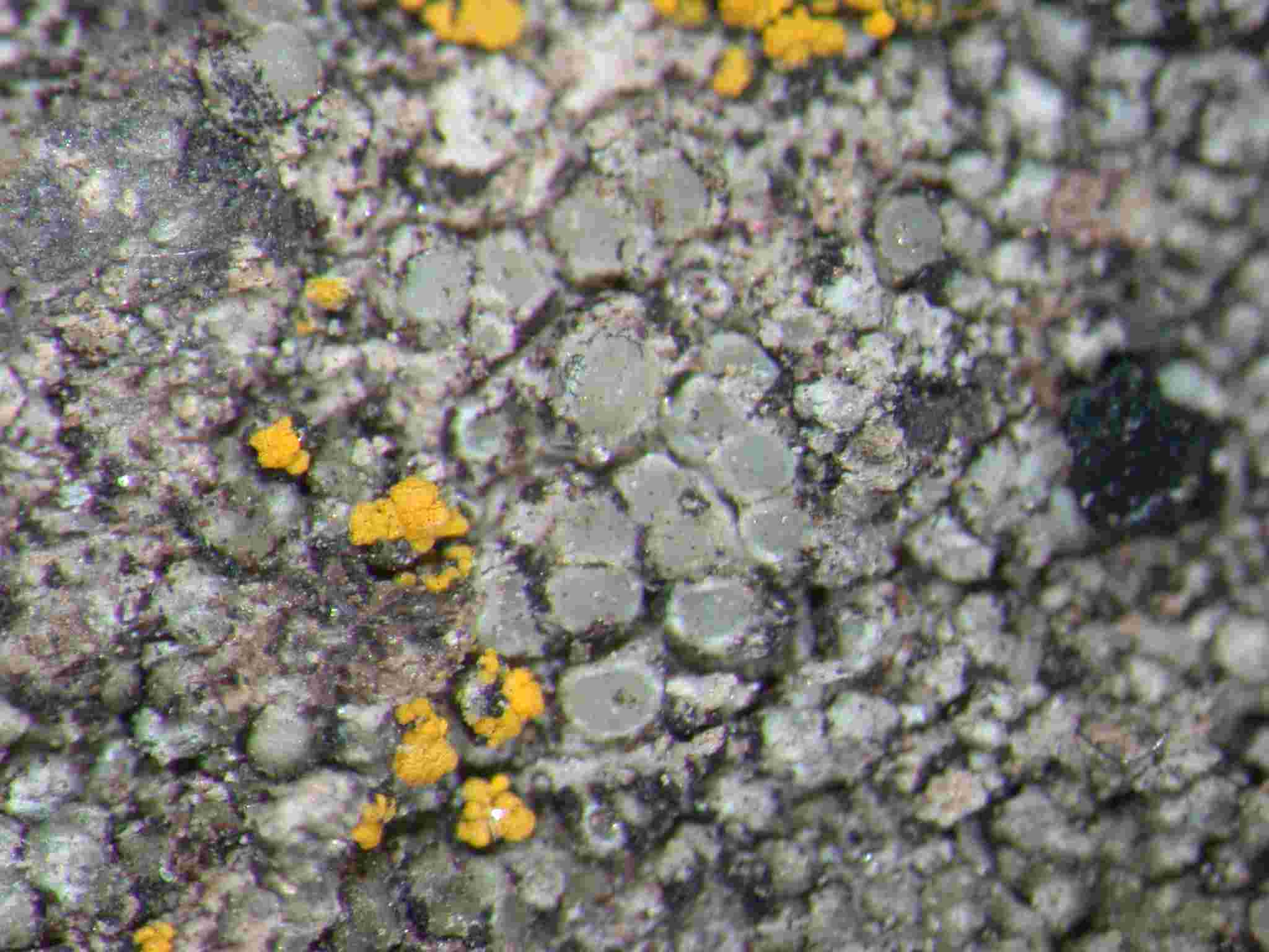 [Lecanora hagenii]